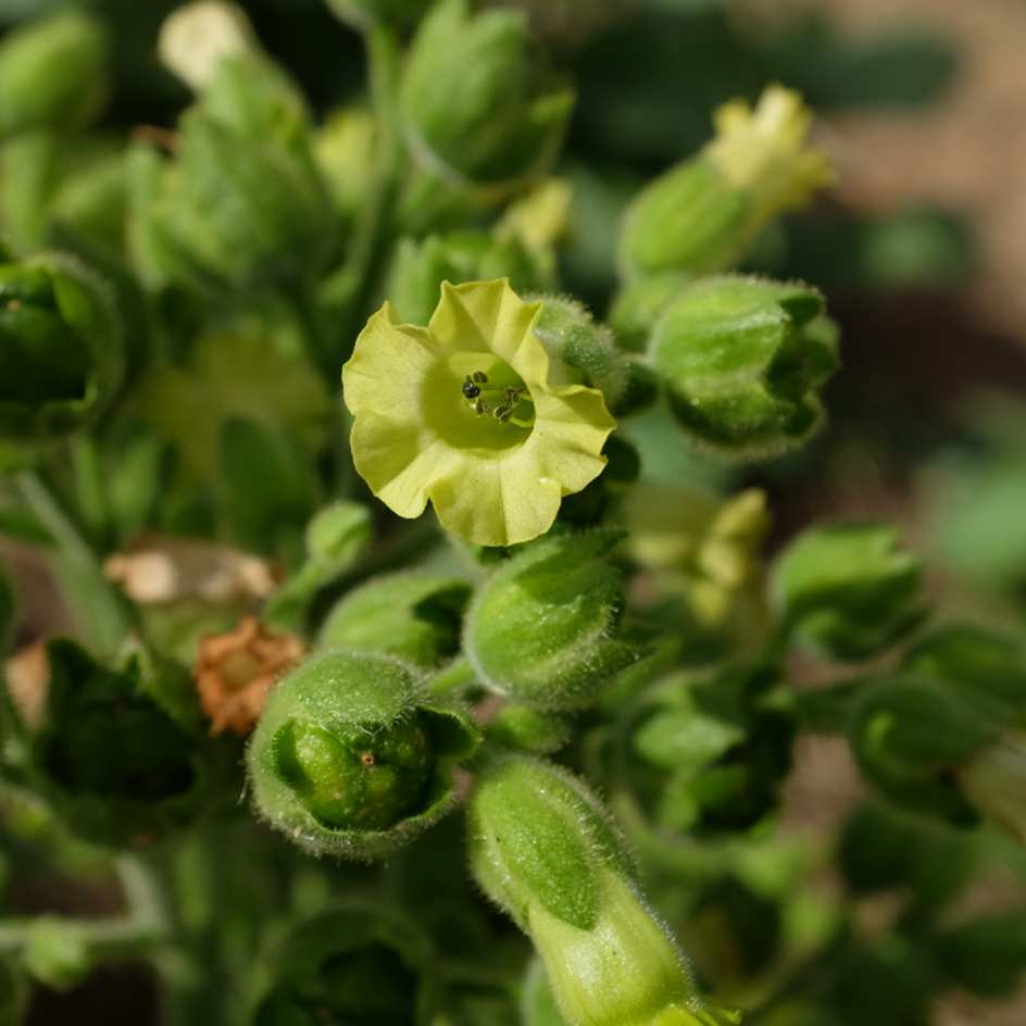 la-bo-te-graines-tabac-hopi-graines-fleurs-bio-ornemental image 2