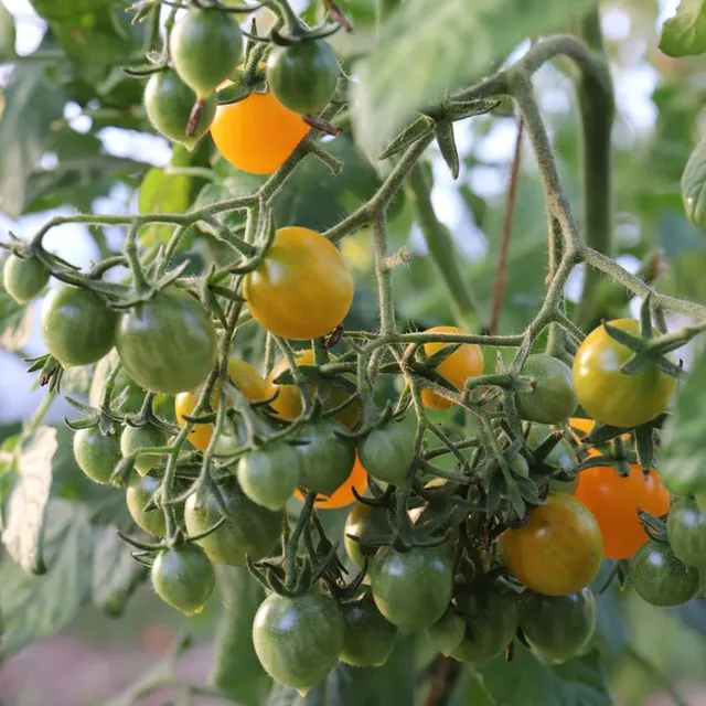 les-semences-de-l-ombelle-tomate-cerise-mille-fleurs-graines-bio image 1