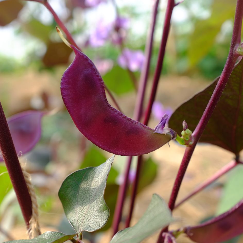 la-bo-te-graines-dolique-gypte-ruby-moon-graines-fleurs-bio image 5