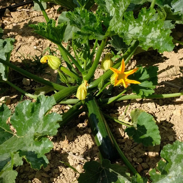 les-semences-de-l-ombelle-courgette-zuboda-graines-verte-bio image 1