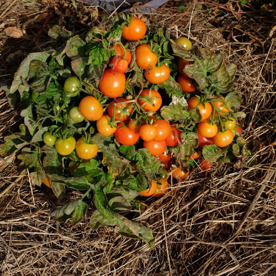 la-bo-te-graines-tomate-robin-rouge-bio-graines-potag-res-pot image 2