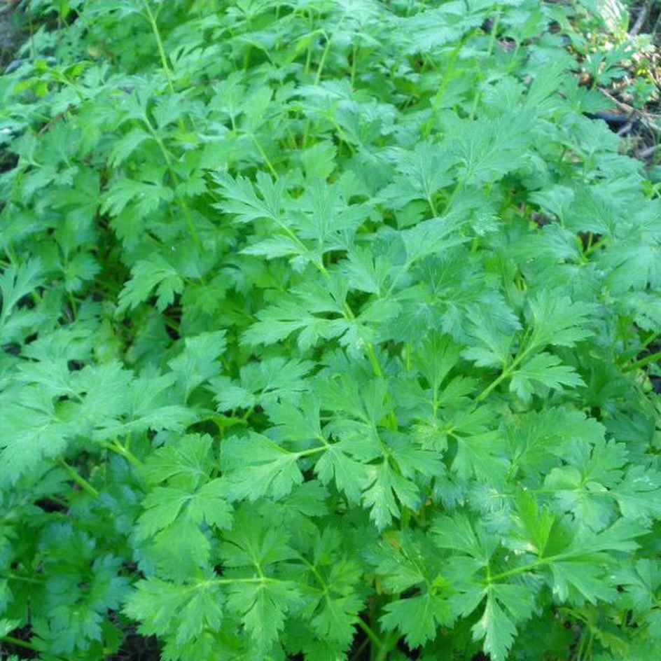 la-bo-te-graines-persil-commun-graines-aromatiques-bio-en-pot image 3