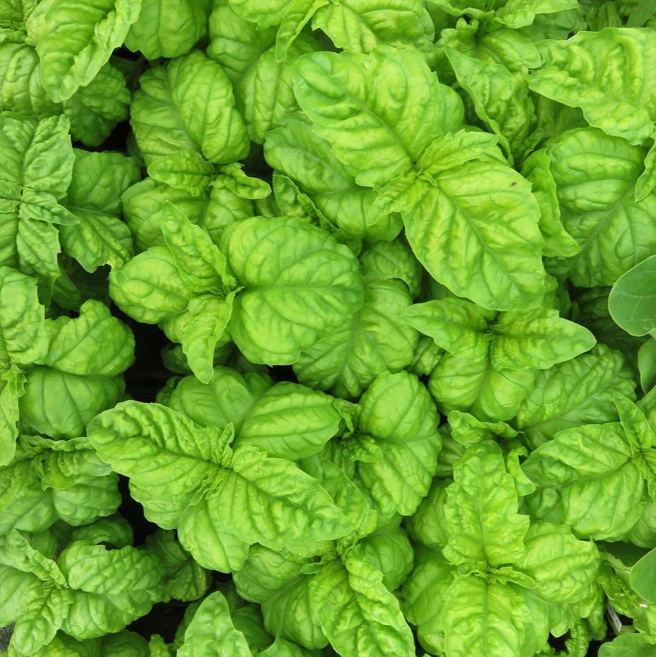la-bo-te-graines-graines-aromatiques-basilic-mammouth-bio-graines image 3