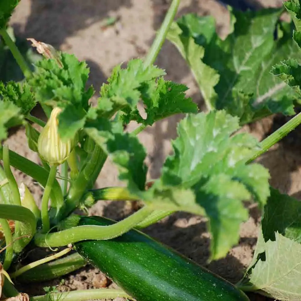 ferme-sainte-marthe-courgette-verte-de-milan-graines-bio-productive image 1