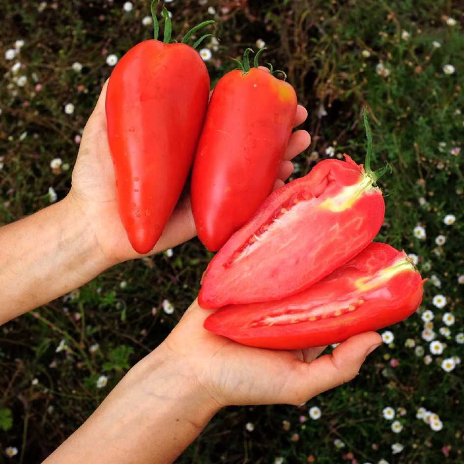 la-bo-te-graines-cornue-des-andes-graines-tomate-bio image 2