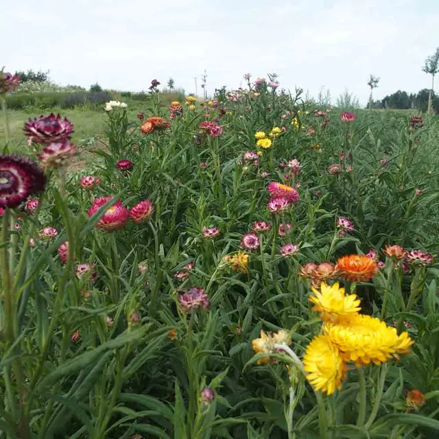 ferme-de-sainte-marthe-graines-de-fleurs-immortelle-flore-pleno-bikini-bio image 1