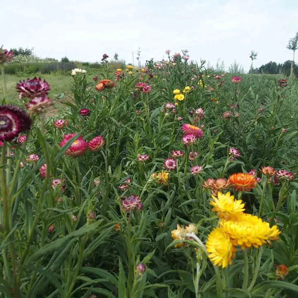 ferme-de-sainte-marthe-graines-de-fleurs-immortelle-flore-pleno-bikini-bio image 1