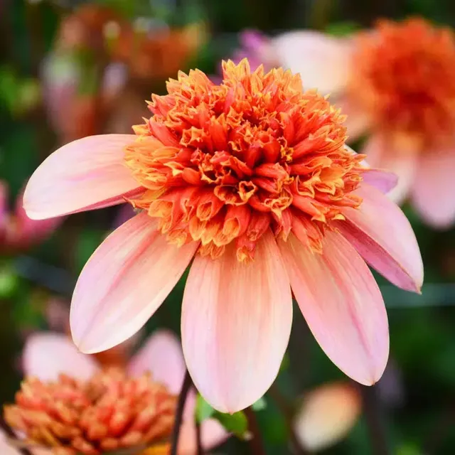 ferme-de-sainte-marthe-dahlia-totally-tangerine-bulbe-orange image 1