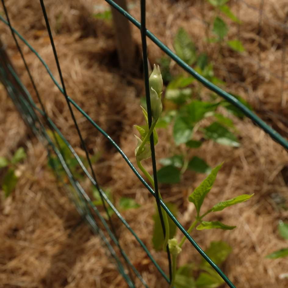 la-bo-te-graines-graines-l-gumes-kilom-tre-sweet-white-graines-haricot-bio image 2