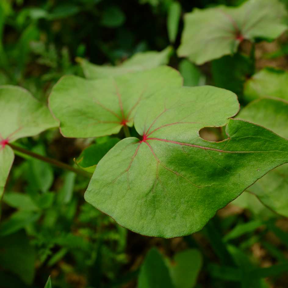 la-bo-te-graines-sarrasin-la-harpe-bio-engrais-vert image 4
