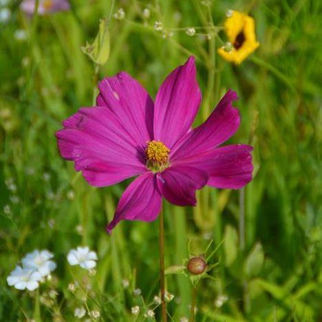 la-bo-te-graines-cosmos-dazzler-bio-graines-fleurs-rouge-cramoisi image 1