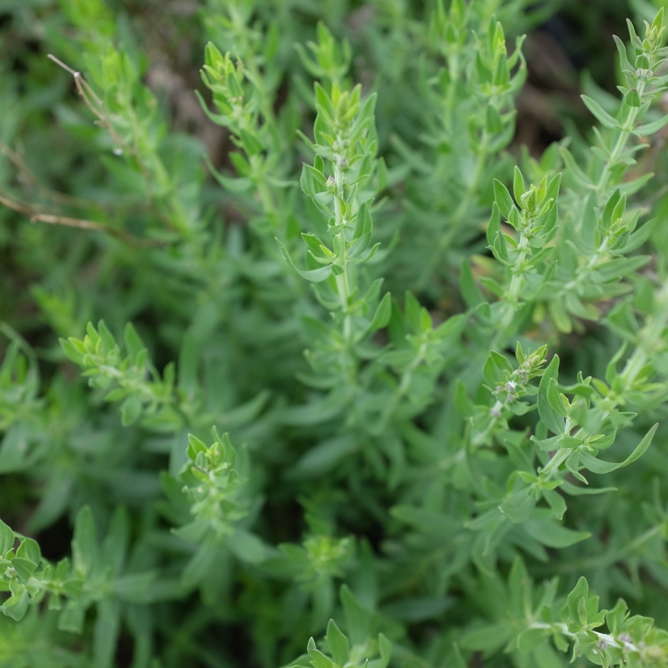 la-bo-te-graines-hysope-bio-graines-aromatiques-vivace image 5