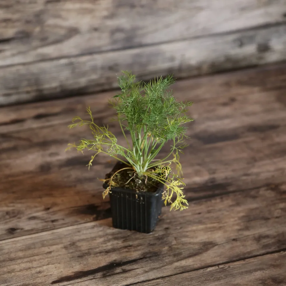 ferme-de-sainte-marthe-aneth-plant-aromatique-bio-en-godet image 1