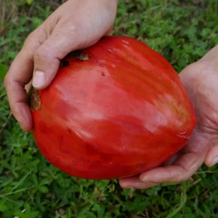la-bo-te-graines-beefsteak-graines-tomate-bio-gros-fruit image 1