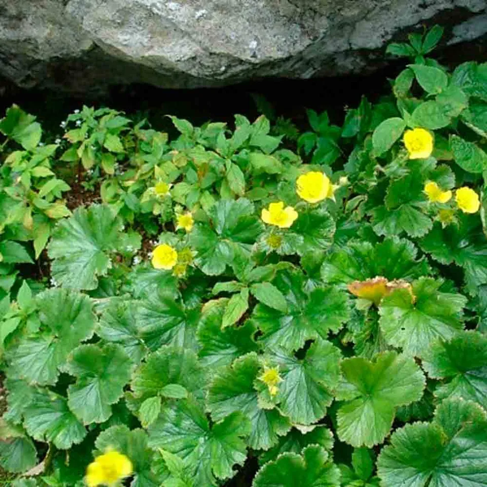 ferme-de-sainte-marthe-benoite-sauvage-fleur-graines-bio-jaune image 1