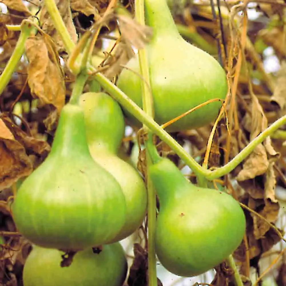ferme-de-sainte-marthe-gourde-mini-calebasse-graines-courge-d-corative-bio image 1