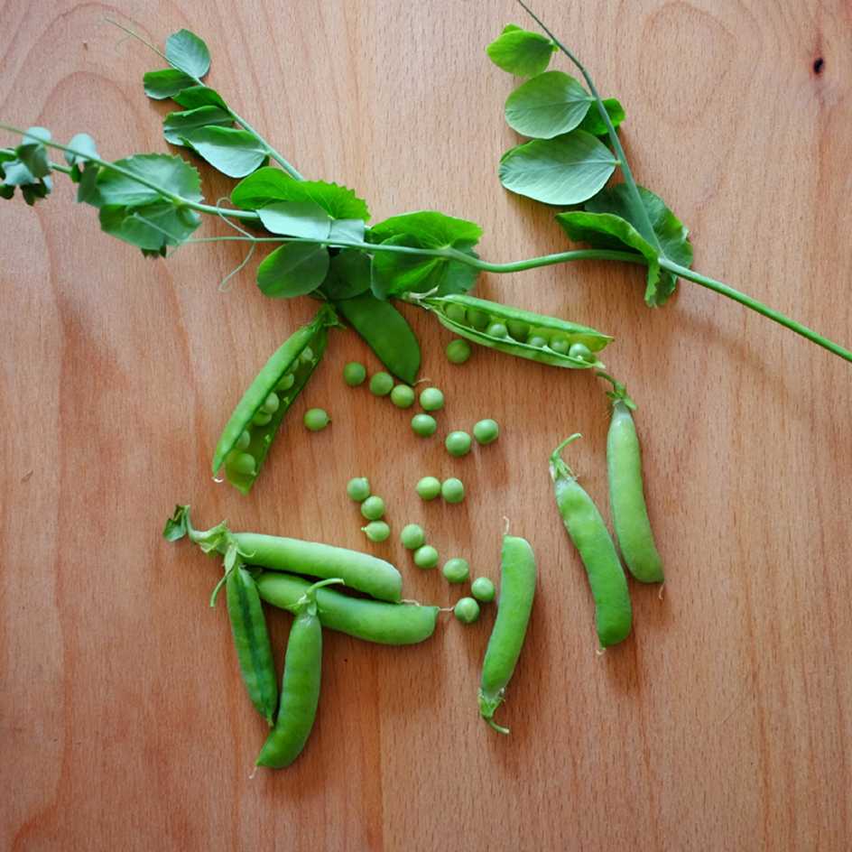 la-bo-te-graines-graines-l-gumes-pois-de-chantenay-bio image 1