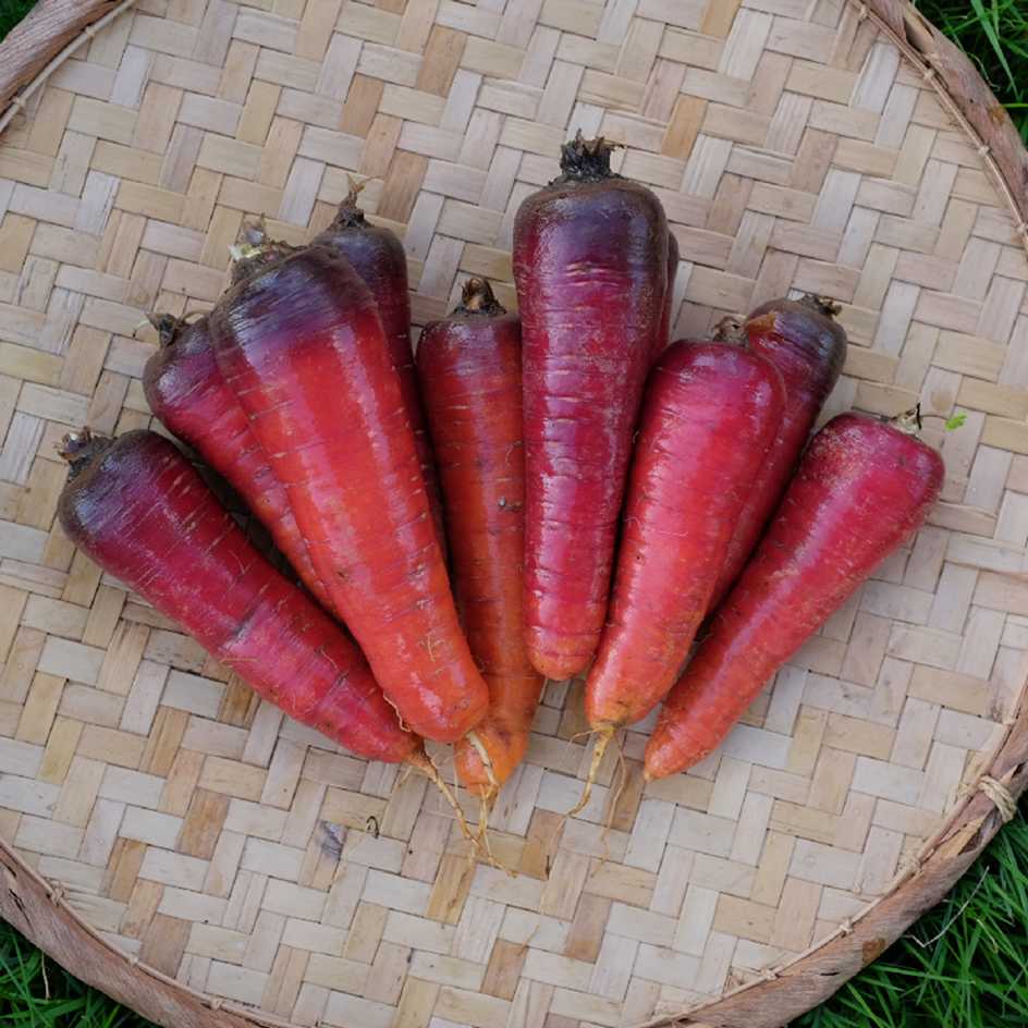 la-bo-te-graines-carotte-longue-rouge-sang-bio-rustique image 1
