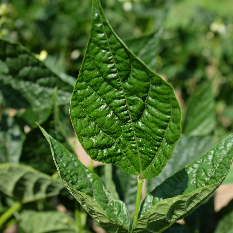 la-bo-te-graines-graines-l-gumes-haricot-flageolet-ortie-bio-nain image 2