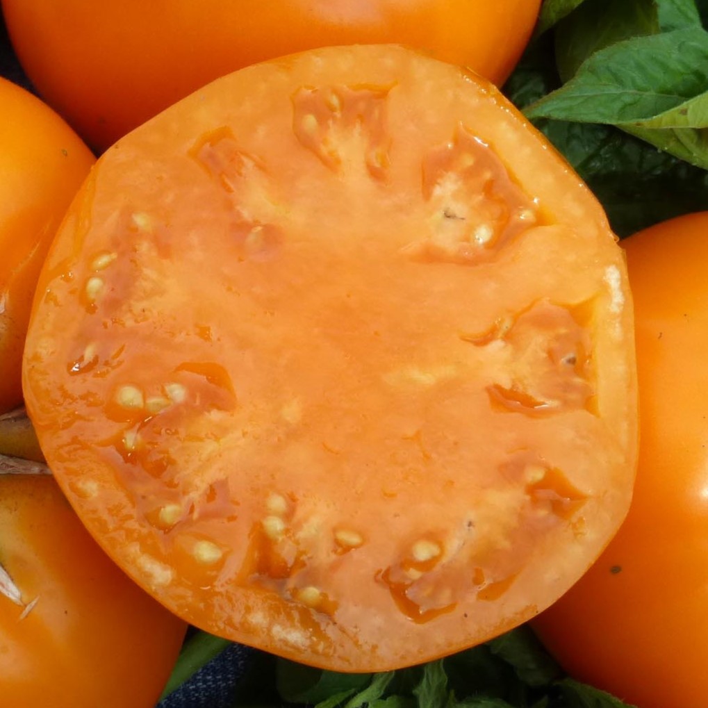la-bo-te-graines-tomate-brandywine-yellow-bio-graines-l-gumes image 2
