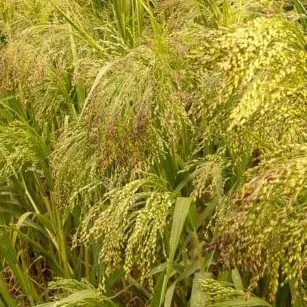 la-bo-te-graines-graines-l-gumes-millet-juosves-bio-cuivr image 1