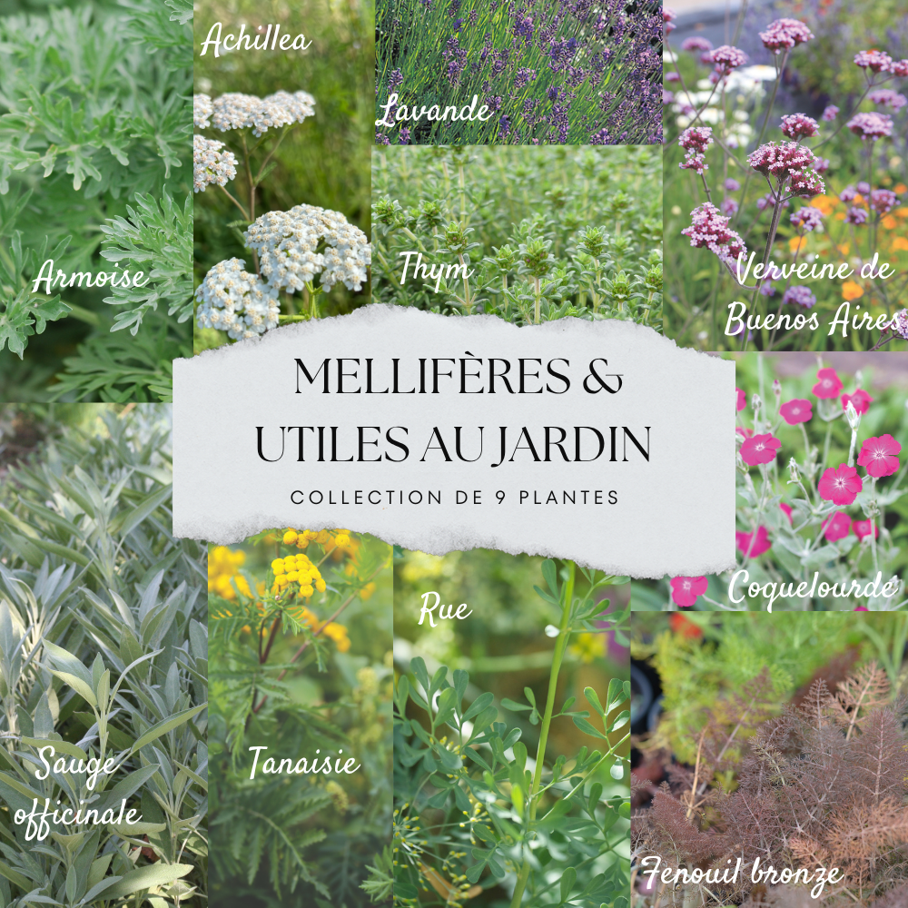 ferme-de-sainte-marthe-collection-9-plants-mellif-res-potager-bio image 1