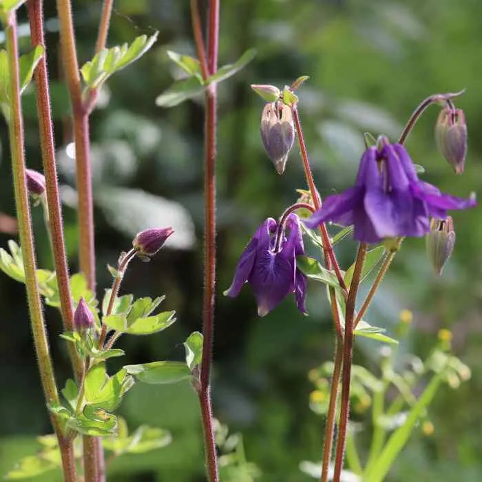 les-semences-de-l-ombelle-ancolie-en-m-lange-graines-fleurs-bio image 1