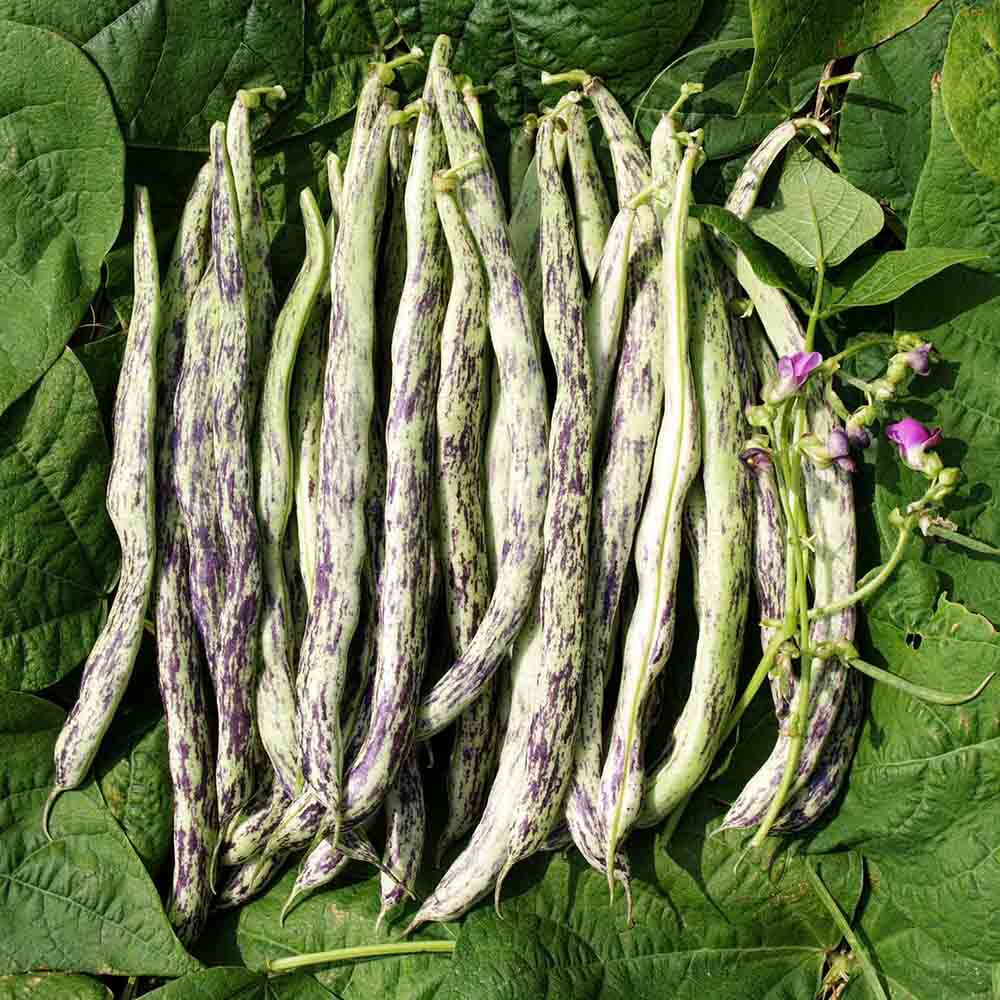 ferme-de-sainte-marthe-vigneronne-graines-haricot-rames-bio image 1