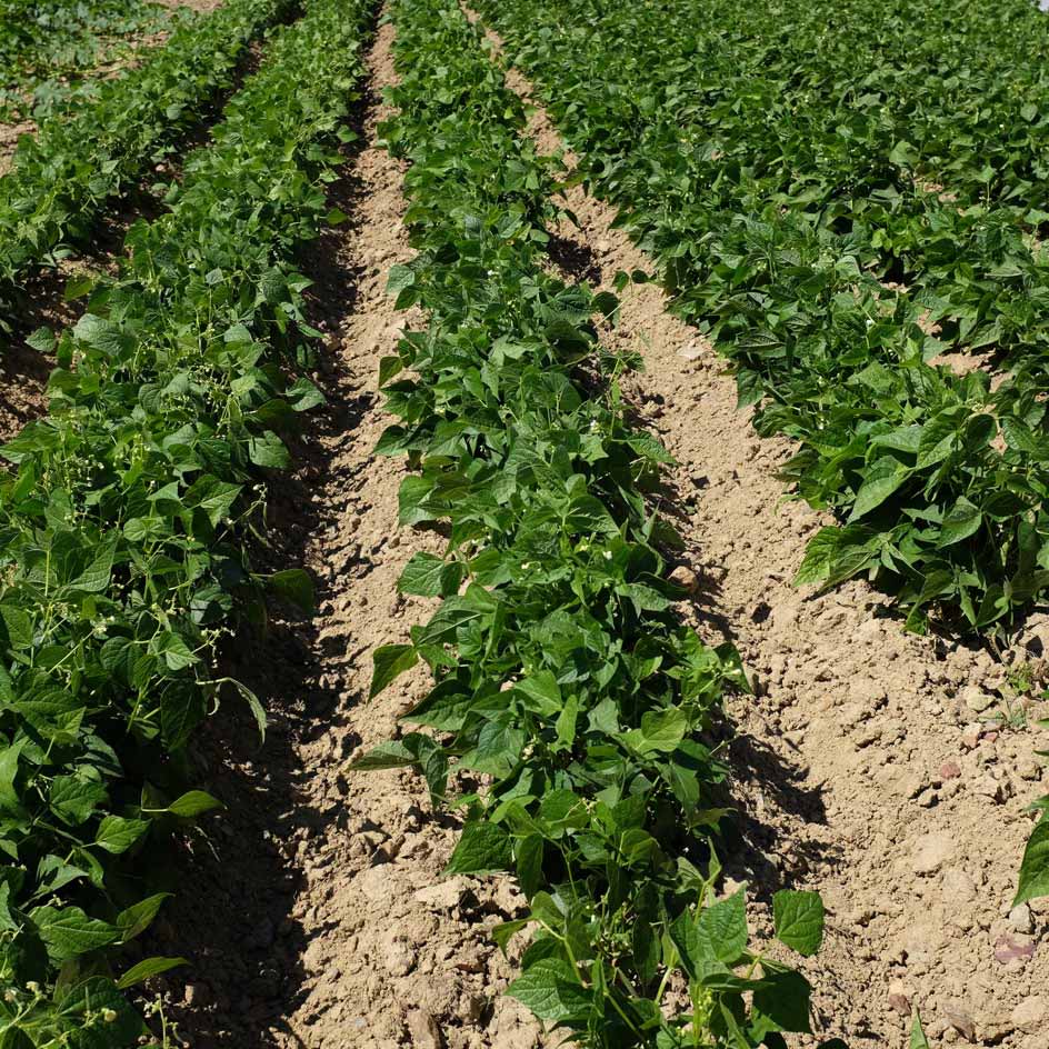 la-bo-te-graines-haricot-coco-paimpol-bio-graines-tr-s-productif image 2