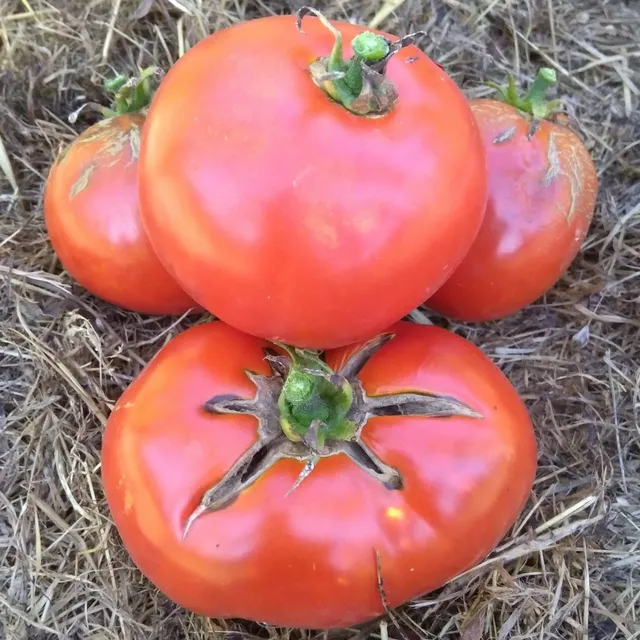 la-bo-te-graines-tomate-casaque-rouge-bio-graines-l-gumes image 1
