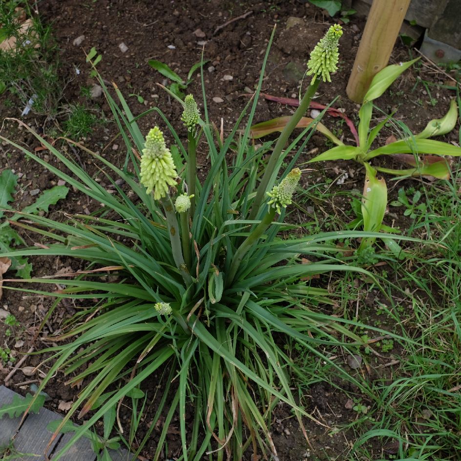 la-bo-te-graines-kniphofia-citrina-bio-graines-fleurs-jaune image 1