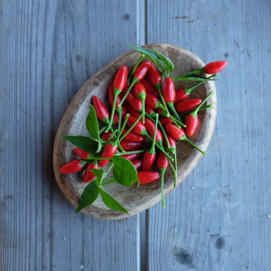 la-bo-te-graines-graines-l-gumes-piment-oiseau-bio-graines-fort image 1