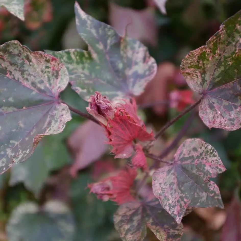 la-bo-te-graines-coton-albe-red-graines-de-fleurs-bio-panach image 1