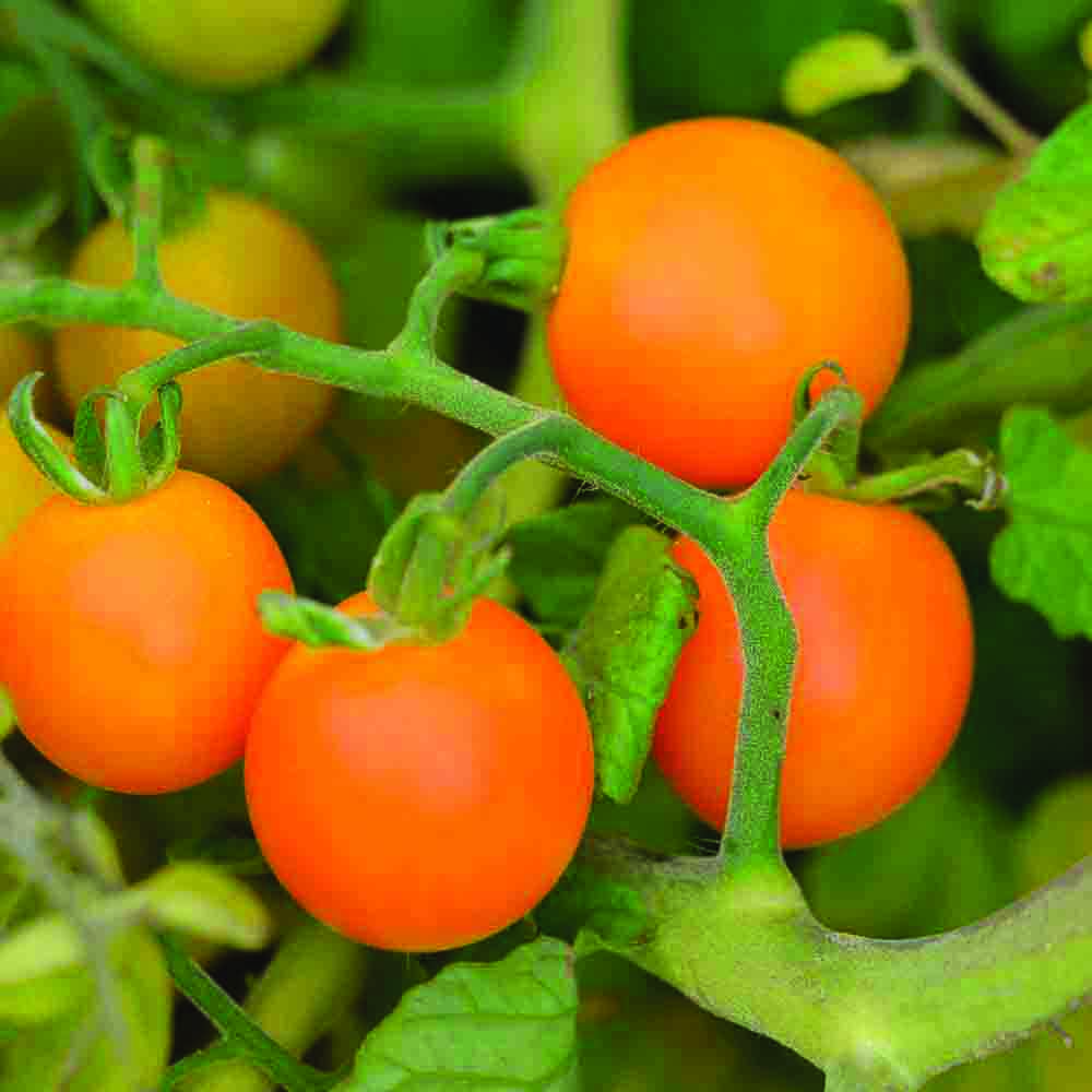 ferme-de-sainte-marthe-graines-potag-res-tomate-figiel-graines-bio-orange image 1